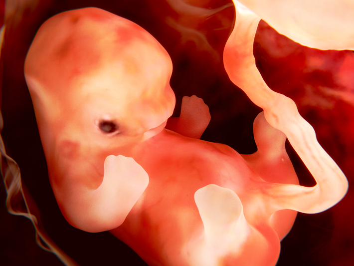 Een 9 weken oude foetus. Getty Images