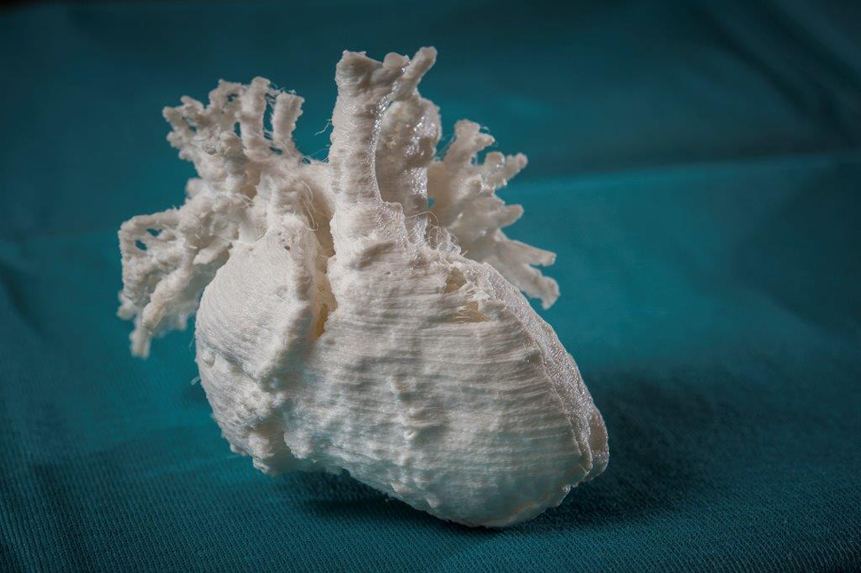 3D-geprint hartmodel © Museum Boerhaave / LUMC