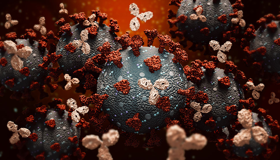 getty images. Antilichamen vallen het virus aan.