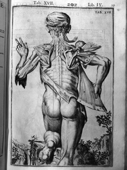 Afbeelding uit een anatomische atlas van Adriaan van de Spiegel (1632). Plaat uit een serie waarin het lichaam zichzelf ontleed alsof hij een striptease uitvoert.