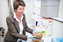 Directeur Inge Huitinga toont een brein uit de NHB. beeld: De Beeldredaktie, Marc Driessen