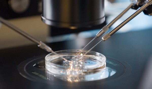 Als het embryo uit ongeveer acht cellen bestaat, worden er een of twee afgehaald en onderzocht.<br>© ANP-Photo 