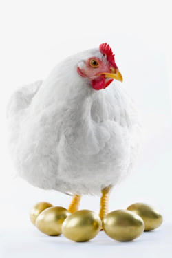 De kip met de gouden eieren moet je niet slachten... <br>beeld: thinkstock