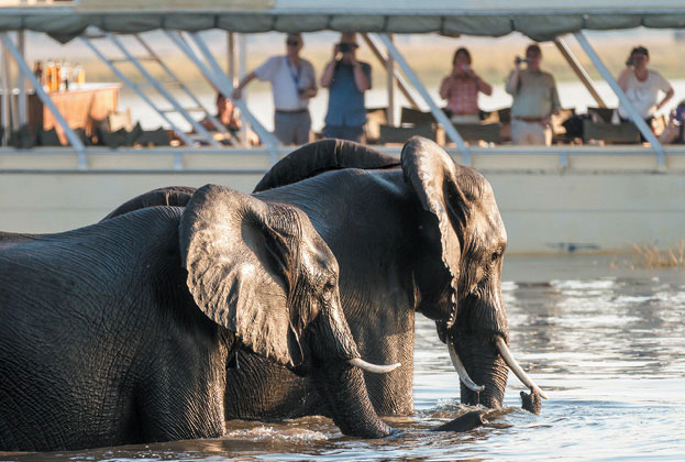 Olifanten steken Chobe-rivier over