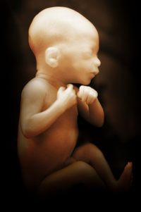 Foetus nog voor de twintigste week van de zwangerschap. <br>Beeld: thinkstock