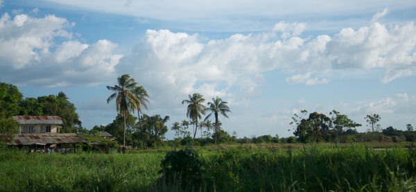 Nickerie is het rijstdistrict van Suriname; landbouwgif is op elke straathoek te koop en staat in elk schuurtje op de plank.